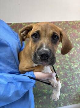 Yo-Yo -  Mastiff and Mixed Breed Dog for Adoption in San Antonio, Texas - Yo-Yo | PetCurious