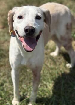 Dallas -  Hound and Labrador Retriever Dog for Adoption in Malvern, Pennsylvania - Dallas | PetCurious