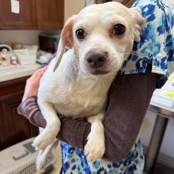 Cupcake -  Beagle Dog for Adoption in Ashtabula, Ohio - Cupcake | PetCurious