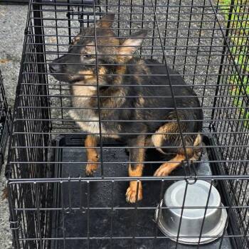 Roxy -  Shepherd and Mixed Breed Dog for Adoption in Rossville, Georgia - Roxy | PetCurious