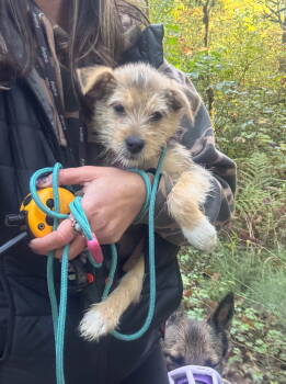 Rescue Shepherd and Poodle Dogs for Adoption in Bothell, Washington - Dollup | PetCurious