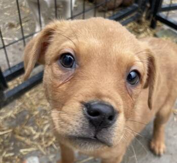 Australian Shepherd and Terrier Dogs Available for Adoption - Iris Icon | PetCurious