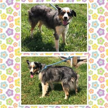 SAMMI -  Australian Shepherd Dog for Adoption in Buckhannon, West Virginia - SAMMI | PetCurious