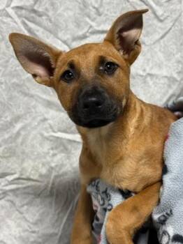 German Shepherd Dog and Mixed Breed Dogs Available for Adoption in Morton Grove, Illinois - Lilah | PetCurious