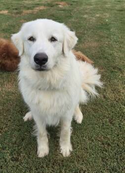 Daisy -  Great Pyrenees Dog for Adoption in Wando, South Carolina - Daisy | PetCurious
