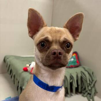 Chihuahua and Mixed Breed Dogs Available for Adoption in Las Vegas, Nevada - Mosby | PetCurious