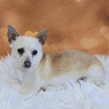 Chihuahua Dogs Available for Adoption in Union Gap, Washington - Watson | PetCurious