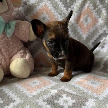 Shepherd Dogs Available for Adoption in Normal, Illinois - Brindisi | PetCurious