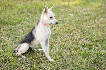 German Shepherd Dog Dogs Available for Adoption in Montgomery, Alabama - Roscoe | PetCurious
