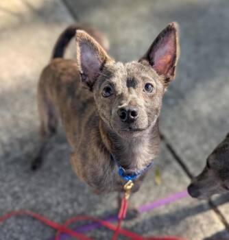 Dipper -  Chihuahua Dog for Adoption in Santa Rosa, California - Dipper | PetCurious