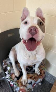 Malibu Barbie -  Pit Bull Terrier and Mixed Breed Dog for Adoption in Westland, Michigan - Malibu Barbie | PetCurious