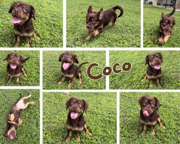 Spaniel Dogs Available for Adoption in Universal City, Texas - Coco | PetCurious