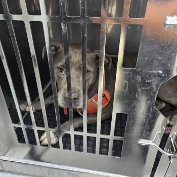 Sandy Paws -  Mixed Breed Dog for Adoption in Philadelphia, Pennsylvania - Sandy Paws | PetCurious