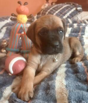 Bullmastiff Dogs Available for Adoption - Lizzy | PetCurious