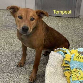 Rescue Black Mouth Cur and German Pinscher Dogs for Adoption in De Soto, Iowa - Tempest | PetCurious