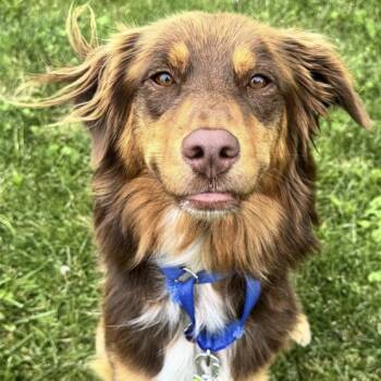 Dolly -  Golden Retriever and Australian Shepherd Dog for Adoption in Ottawa Hills, Ohio - Dolly | PetCurious