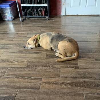 Shepherd Dogs Available for Adoption in Hearne, Texas - Little Man | PetCurious