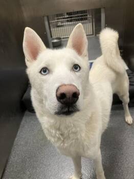 Mixed Breed Dogs Available for Adoption in Dallas, Texas - LUKE | PetCurious