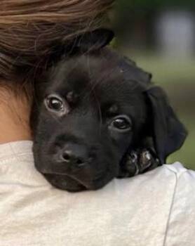 Rescue German Shepherd Dog and Dutch Shepherd Dogs for Adoption in Spring Hill, Tennessee - Paris | PetCurious