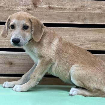 Mack -  Great Pyrenees Dog Available for Adoption in Mount Pleasant, Texas - Mack | PetCurious