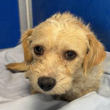 Johnny -  Mixed Breed Dog for Adoption in Las Cruces, New Mexico - Johnny | PetCurious