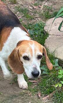 Smeagol -  Beagle Dog for Adoption in Dunnellon, Florida - Smeagol | PetCurious