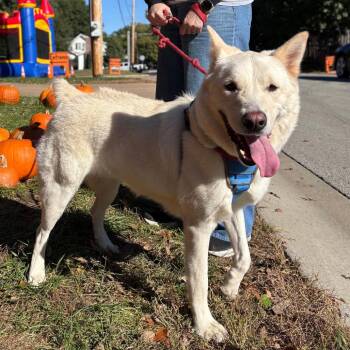 Dingo -  Siberian Husky and Mixed Breed Dog for Adoption in Overland Park, Kansas - Dingo | PetCurious