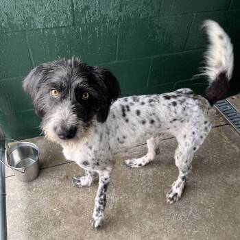 Rescue Poodle and Australian Shepherd Dogs for Adoption in Carencro, Louisiana - Toodle Loo | PetCurious