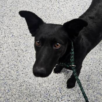 Leonie -  Shepherd and Mixed Breed Dog for Adoption in Greenville, South Carolina - Leonie | PetCurious