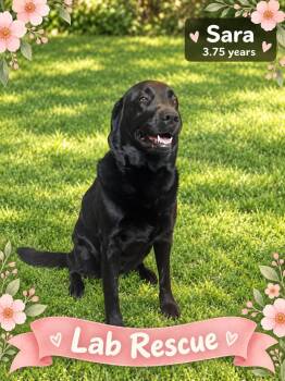 Sara -  Labrador Retriever Dog for Adoption in Oakville, Ontario - Sara | PetCurious