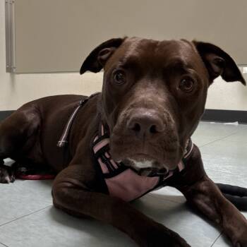 Rescue Mixed Breed Dogs for Adoption in Philadelphia, Pennsylvania - Hunter | PetCurious