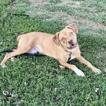 Rescue Boxer Dogs for Adoption in Springfield, Missouri - Paris | PetCurious