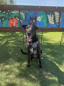 Labrador Retriever and Border Collie Dogs Available for Adoption - Lilo | PetCurious