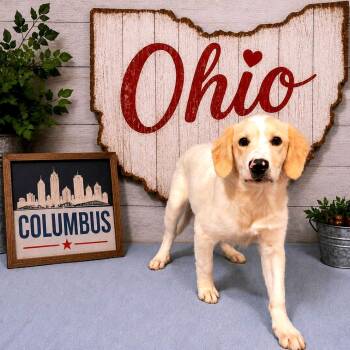 Columbus -  Mixed Breed Dog for Adoption in Joliet, Illinois - Columbus | PetCurious