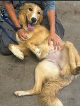 Goldie -  Golden Retriever and Border Collie Dog for Adoption - Goldie | PetCurious