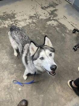Husky Dogs Available for Adoption - BOSS | PetCurious