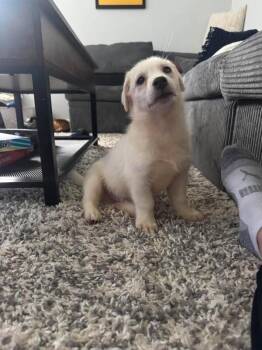 Forrest -  Mixed Breed Dog for Adoption in Athens, Ontario - Forrest | PetCurious
