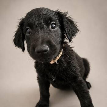 Jett -  Australian Shepherd and Mixed Breed Dog for Adoption in Phoenix, Arizona - Jett | PetCurious