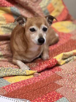 Chihuahua Dogs Available for Adoption in Pawleys Island, South Carolina - Gator | PetCurious