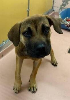 Rescue Mastiff Dogs for Adoption in New York, New York - Polly (SC) | PetCurious