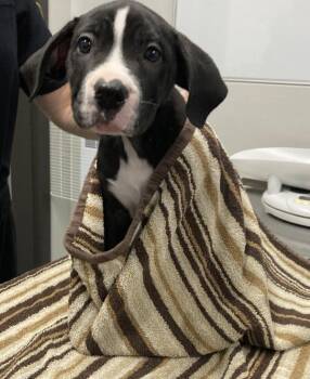 Crispin -  Mixed Breed Dog for Adoption in Winnipeg, Manitoba - Crispin | PetCurious