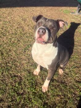 Rescue Pit Bull Terrier Dogs for Adoption in Seguin, Texas - Ace | PetCurious