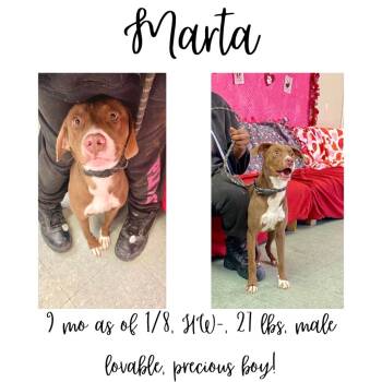 Rescue Mixed Breed Dogs for Adoption in Albany, Georgia - Marta | PetCurious