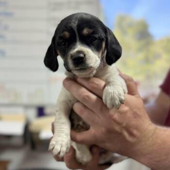 Beagle Dogs Available for Adoption in Columbia, South Carolina - Fruit Cup | PetCurious