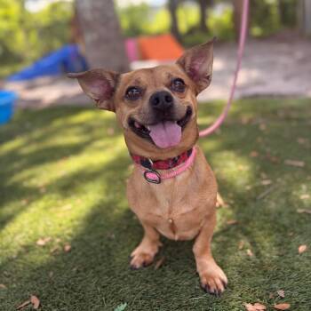 Eddie -  Chihuahua Dog for Adoption in Port Richey, Florida - Eddie | PetCurious