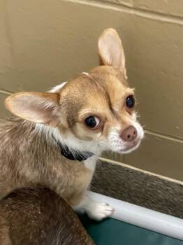 Junior -  Chihuahua and Yorkshire Terrier Dog for Adoption in Spooner, Wisconsin - Junior | PetCurious