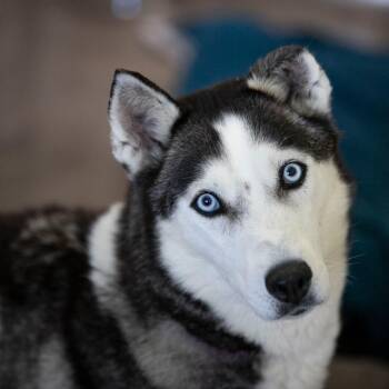 Frost (MR26-328) -  Husky Dog for Adoption in Peyton, Colorado - Frost (MR26-328) | PetCurious