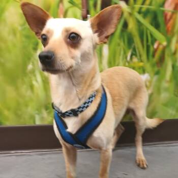 Chihuahua Dogs Available for Adoption - Jang | PetCurious