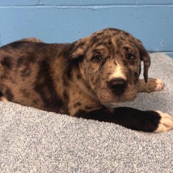 Notorious P.I.G -  Terrier Dog for Adoption in Belleville, Illinois - Notorious P.I.G | PetCurious