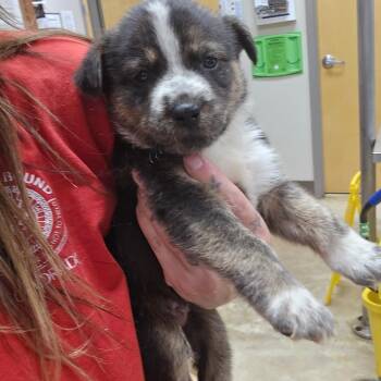 Muster - 090506U -  Shepherd and Mixed Breed Dog for Adoption in Tupelo, Mississippi - Muster - 090506U | PetCurious